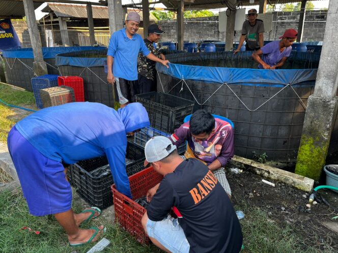 
					Budidaya Lele, Inisiatif Ansor Umbulsari Demi Kemandirian Kader
