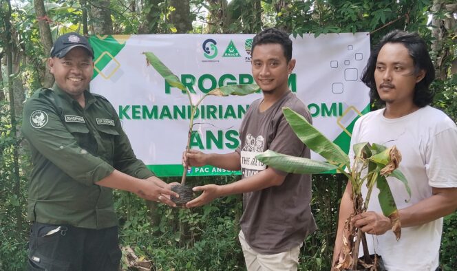 
					Ansor Ancab Kencong, Dampingi Ranting Tanam Pisang Cavendis 